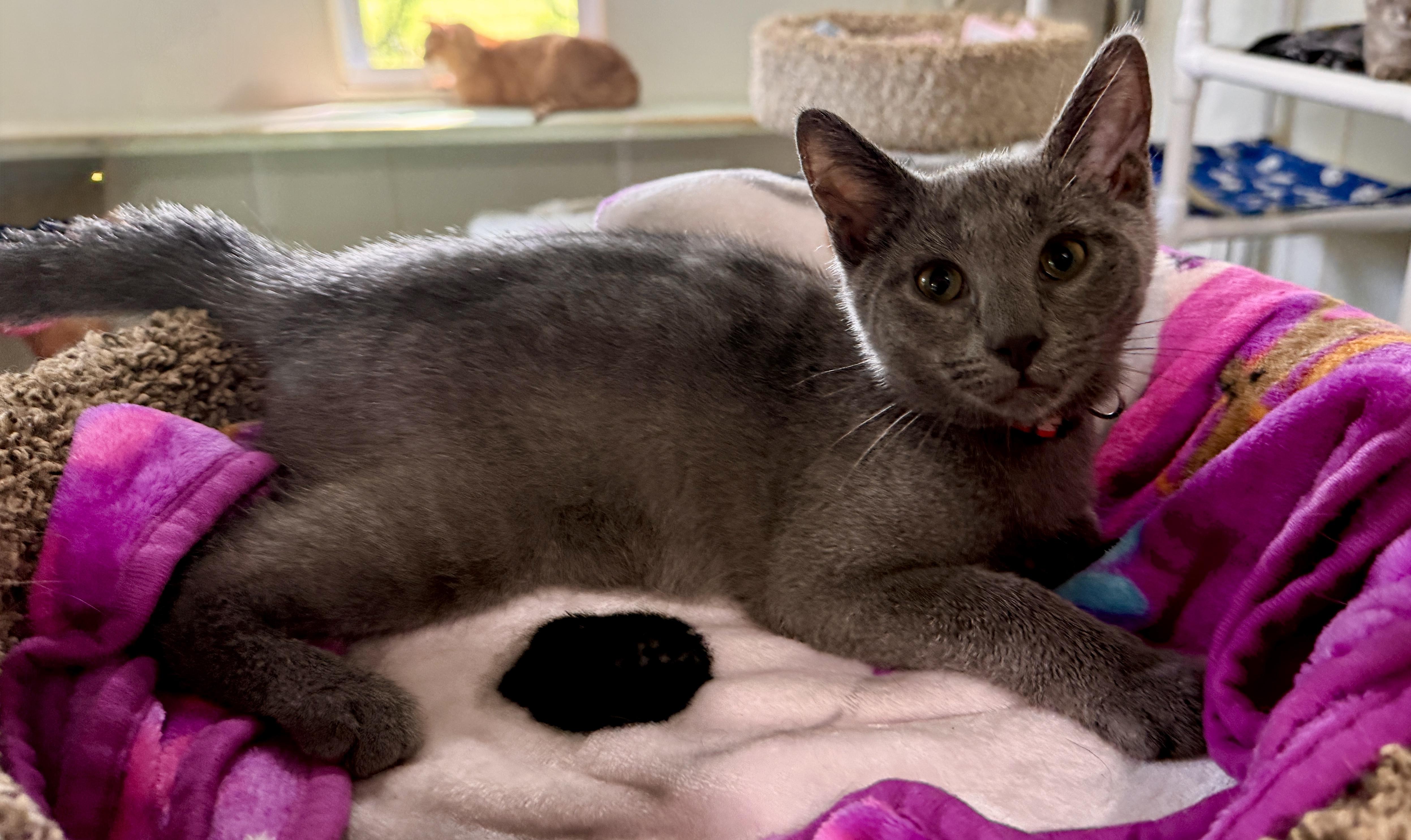 Bogie, a Adoptable Domestic Short Hair in Ashland, OH image 3/5