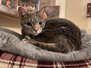 SAMMIE, Adoptable, Adult Female Domestic Short Hair.