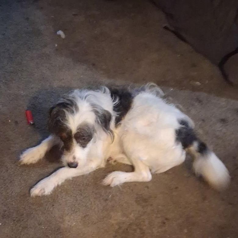Molly, adopted, Puppy Female Aussiedoodle.