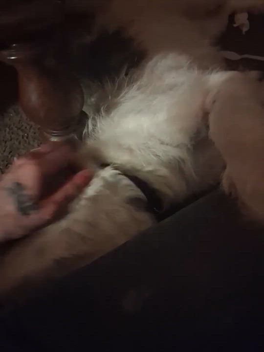 Enlarge Molly, an adopted Aussiedoodle in Irwin, PA video 2/4