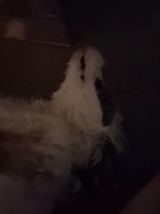 Enlarge Molly, an adopted Aussiedoodle in Irwin, PA video 4/4
