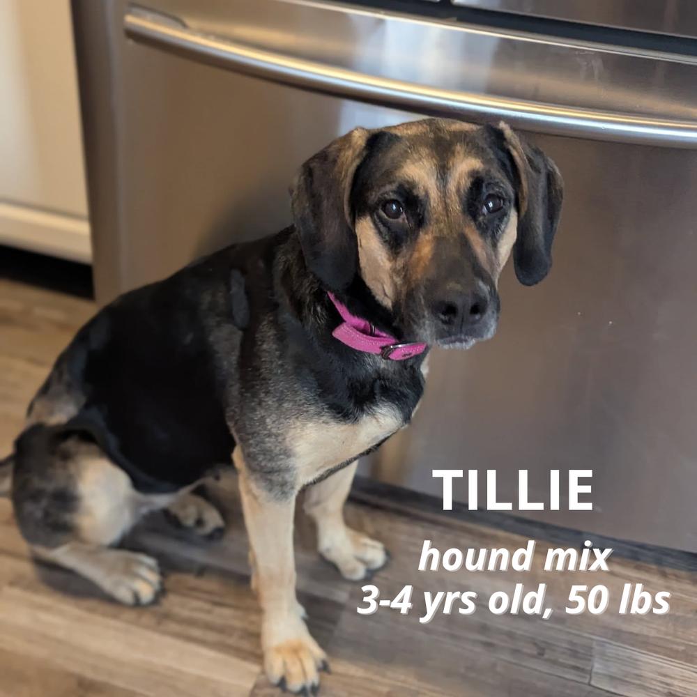 Enlarge Tillie, a Adoptable mixed breed in Columbus, OH image 2/6