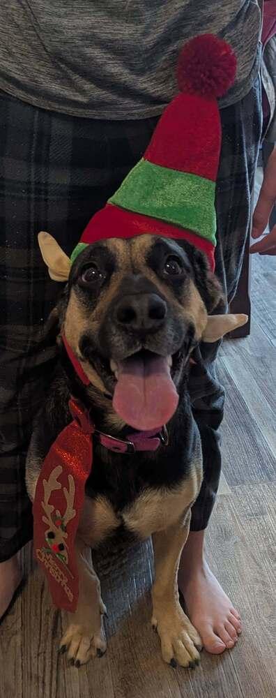 Enlarge Tillie, a Adoptable mixed breed in Columbus, OH image 3/6