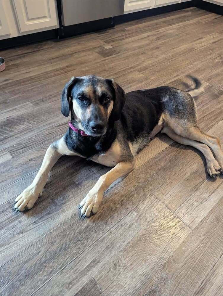 Enlarge Tillie, a Adoptable mixed breed in Columbus, OH image 6/6
