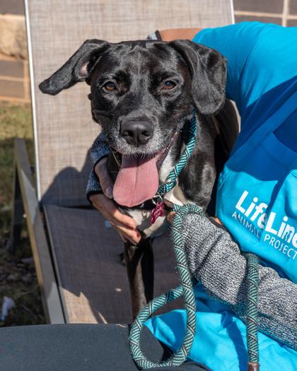 Woofi Goldberg, a Adoptable Mixed Breed in Chamblee, GA image 1/3