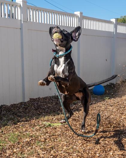 Woofi Goldberg, a Adoptable Mixed Breed in Chamblee, GA image 2/3
