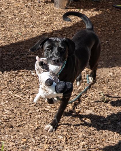 Woofi Goldberg, a Adoptable Mixed Breed in Chamblee, GA image 3/3
