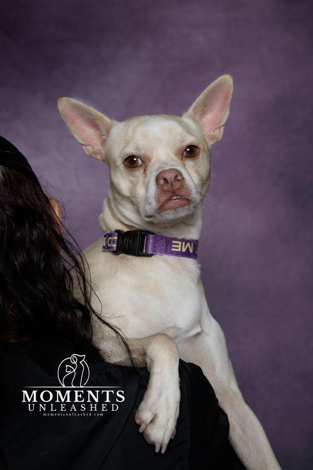 Enlarge Crypt, a Adoptable mixed breed in Myakka City, FL image 2/3