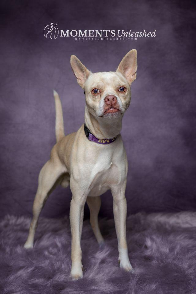 Enlarge Crypt, a Adoptable mixed breed in Myakka City, FL image 3/3