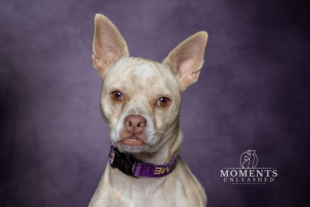 Crypt, Adoptable, Adult Male Chihuahua & Terrier.