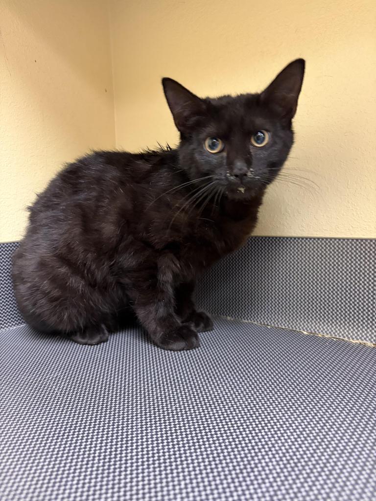 Enlarge Prescott, a Adoptable mixed breed in Florence, SC image 2/2