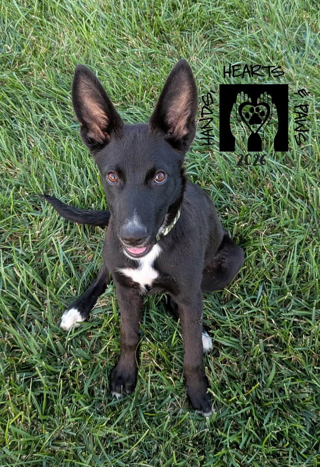 Jack Reacher, Adoptable, Puppy Male Shepherd.