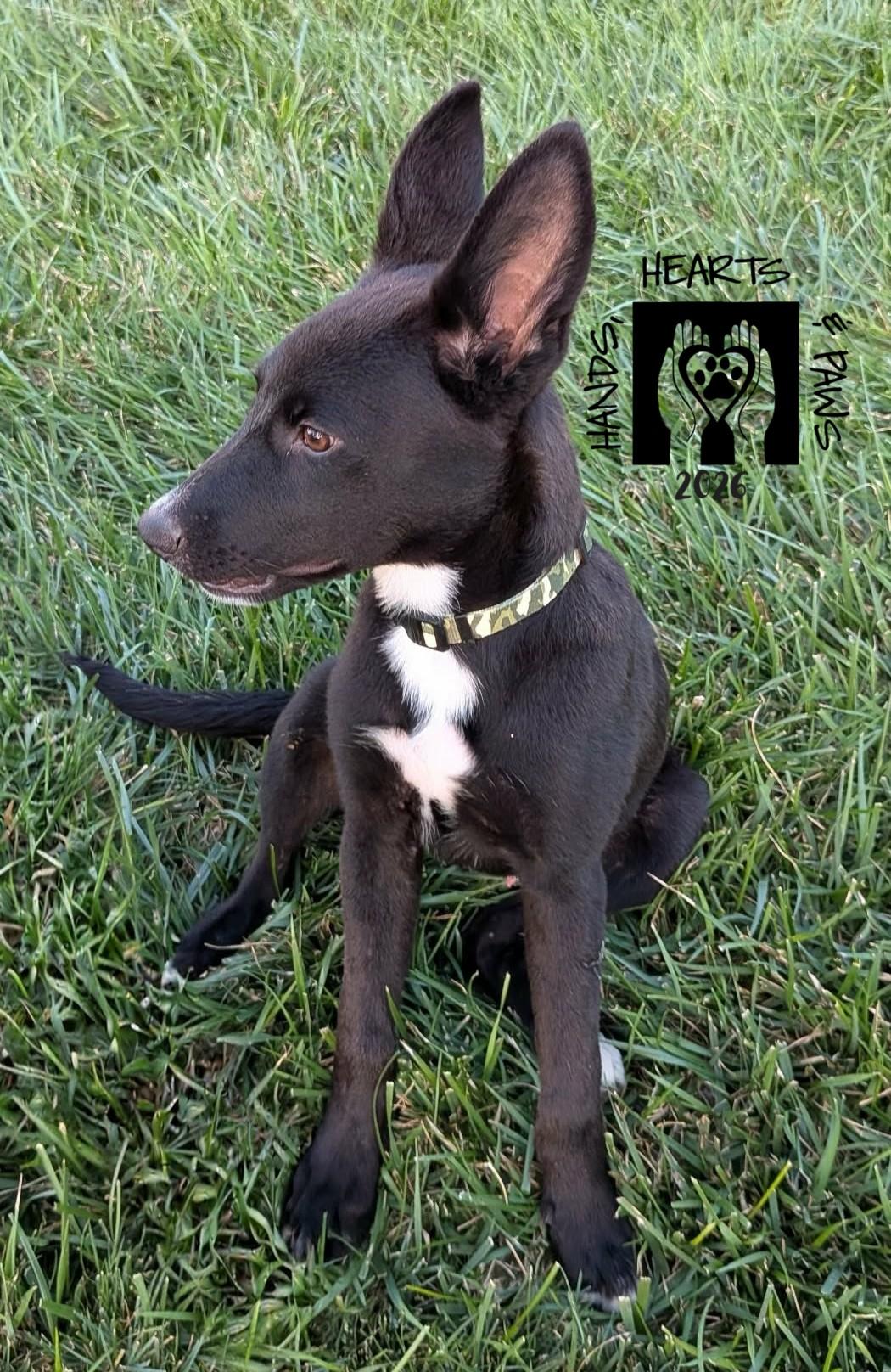 Enlarge Jack Reacher, a Adoptable mixed breed in Omaha, NE image 2/3