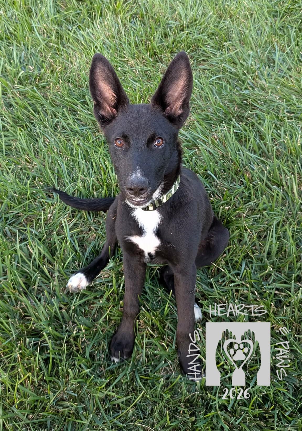 Enlarge Jack Reacher, a Adoptable mixed breed in Omaha, NE image 3/3