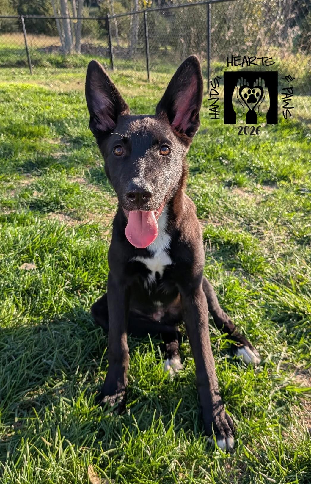 Enlarge Jack Reacher, a Adoptable mixed breed in Omaha, NE image 1/4