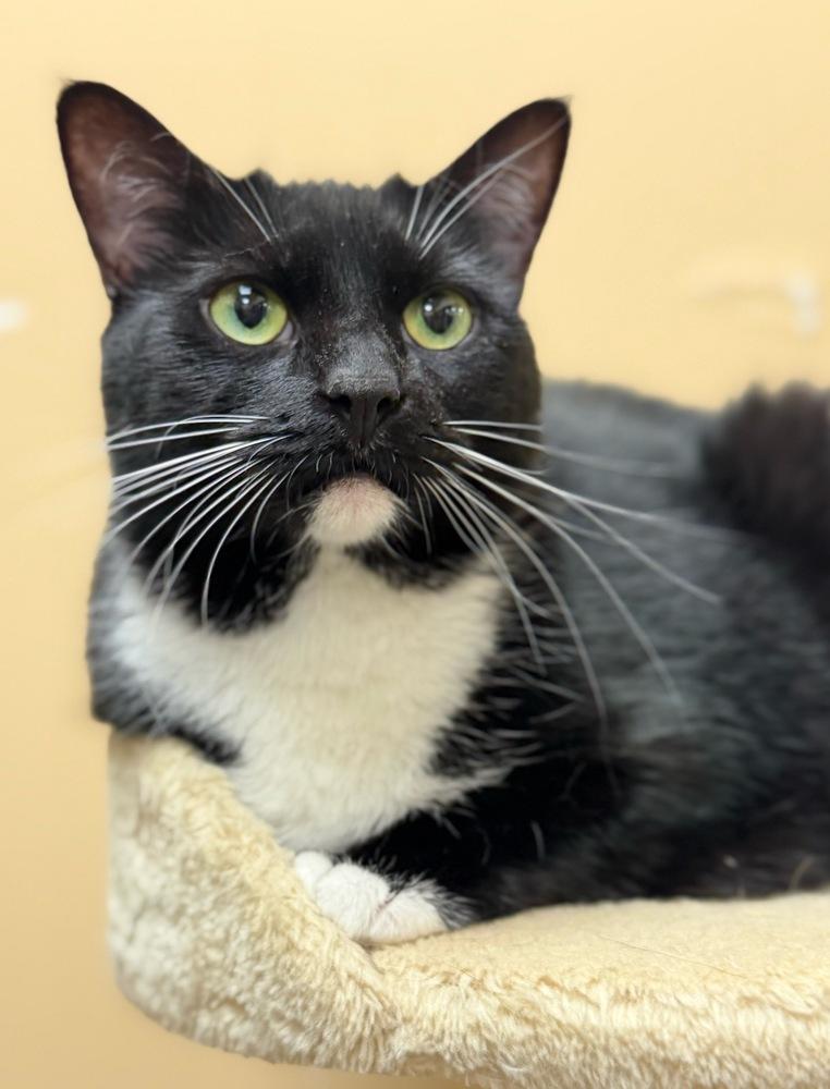 Amelia, Adoptable, Young Female Domestic Short Hair.
