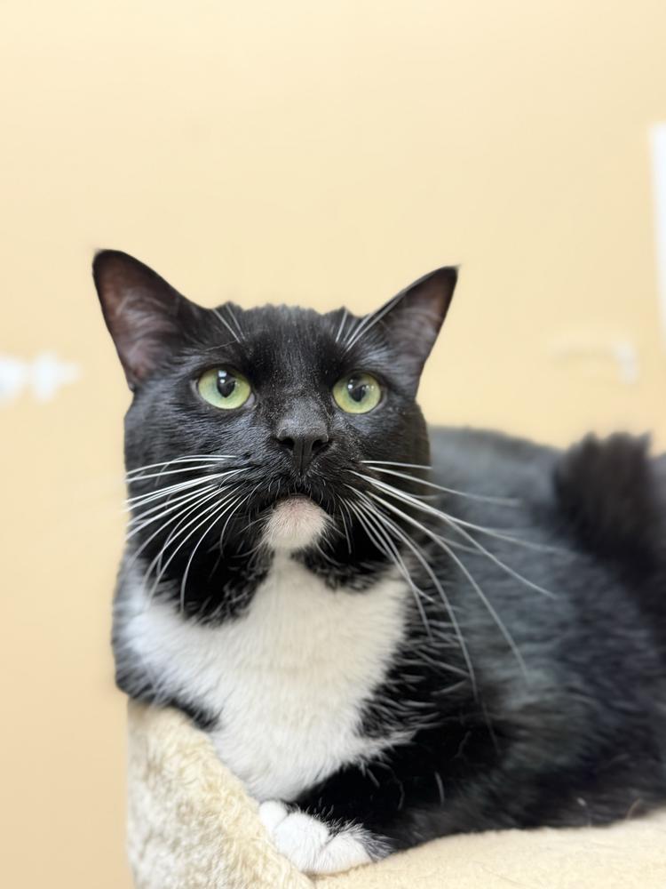 Amelia, a Adoptable Domestic Short Hair in Marietta, GA image 2/3