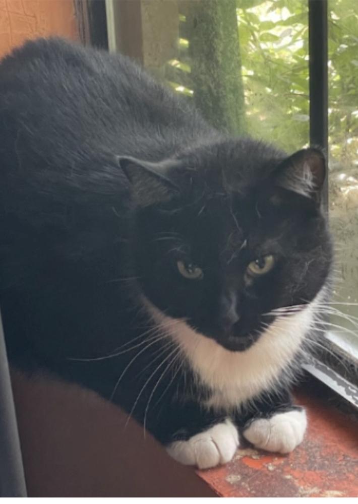 Amelia, a Adoptable Domestic Short Hair in Marietta, GA image 3/3