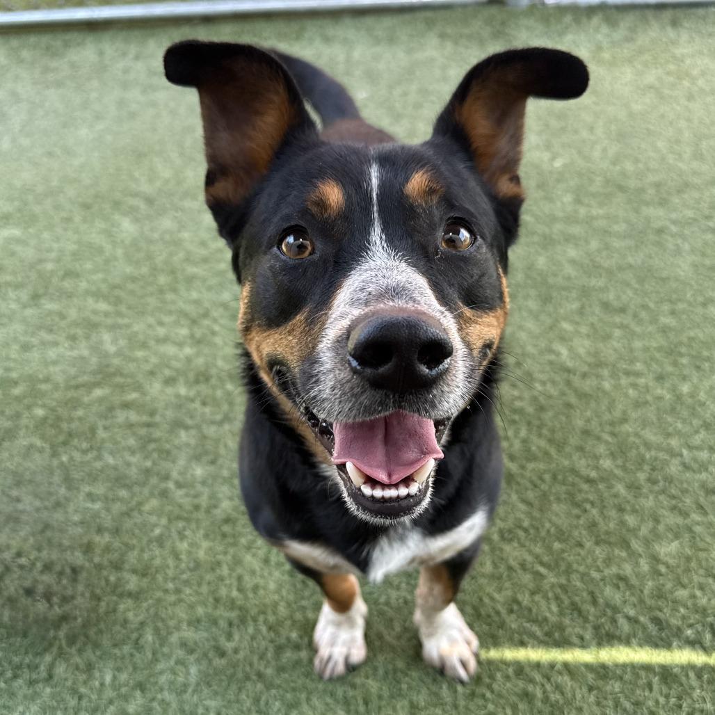 Lotus, Adoptable, Adult Male Cardigan Welsh Corgi.