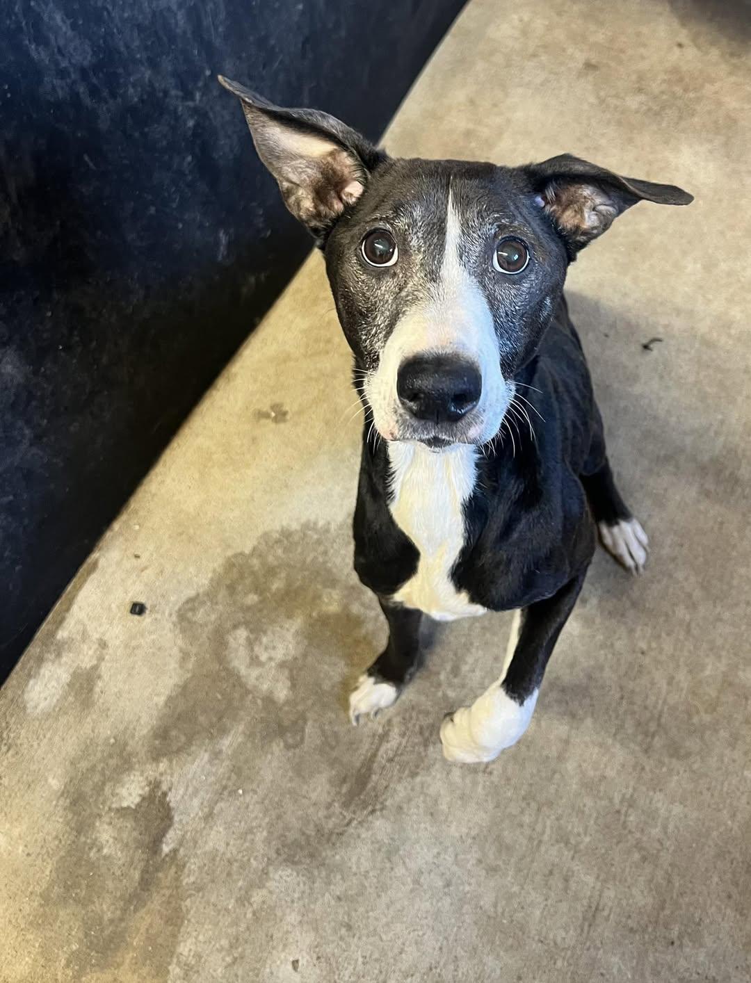 Enlarge Oscar Theodore, a ADOPTABLE mixed breed in Whitestown, IN image 1/1