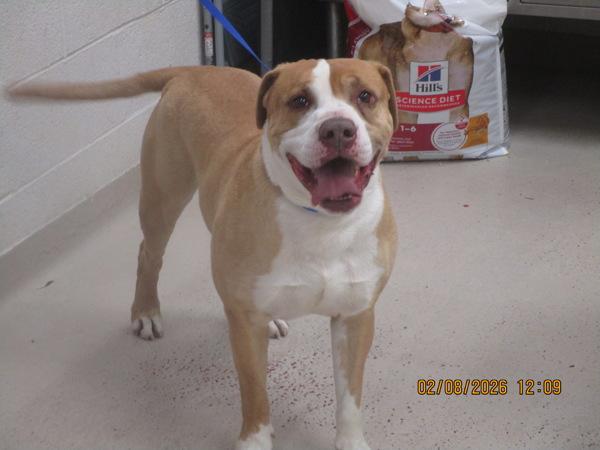 Enlarge Bentley(831), a Adoptable mixed breed in Marietta, GA image 2/3