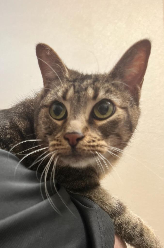 Kitty, Adoptable, Senior Female Domestic Short Hair.