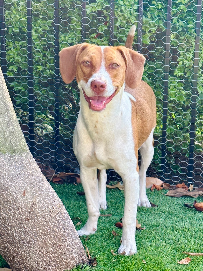 Sandy, a Adopted Beagle in Marietta, GA image 1/11