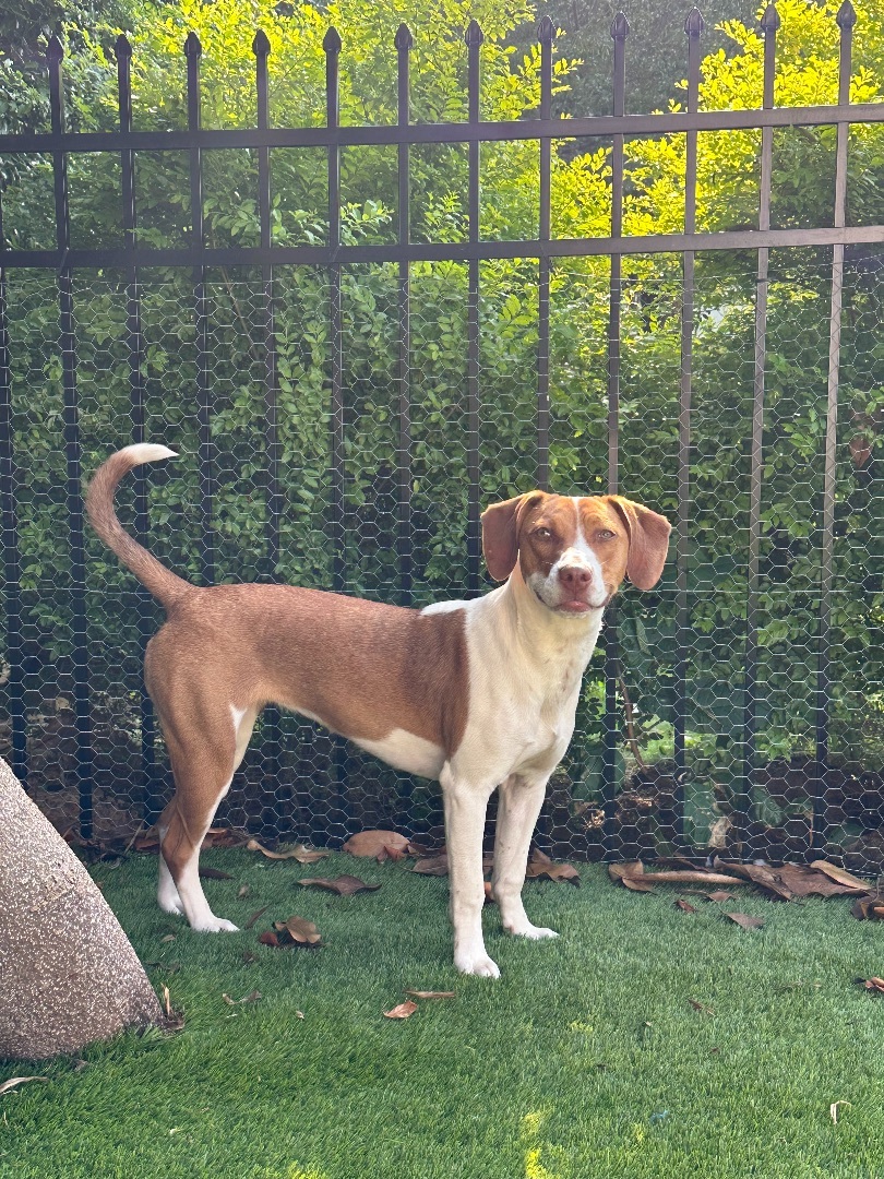Sandy, a Adopted Beagle in Marietta, GA image 2/11