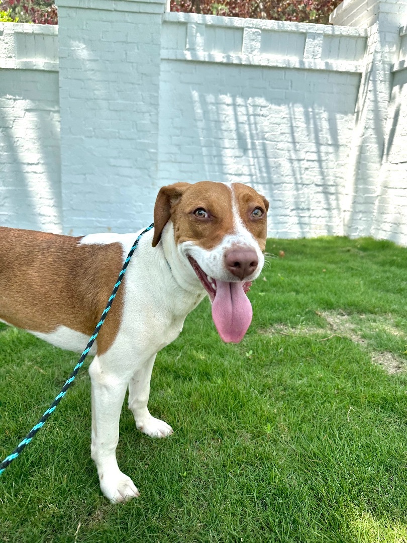 Sandy, a Adopted Beagle in Marietta, GA image 3/11