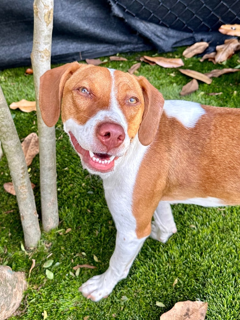 Sandy, a Adopted Beagle in Marietta, GA image 4/11