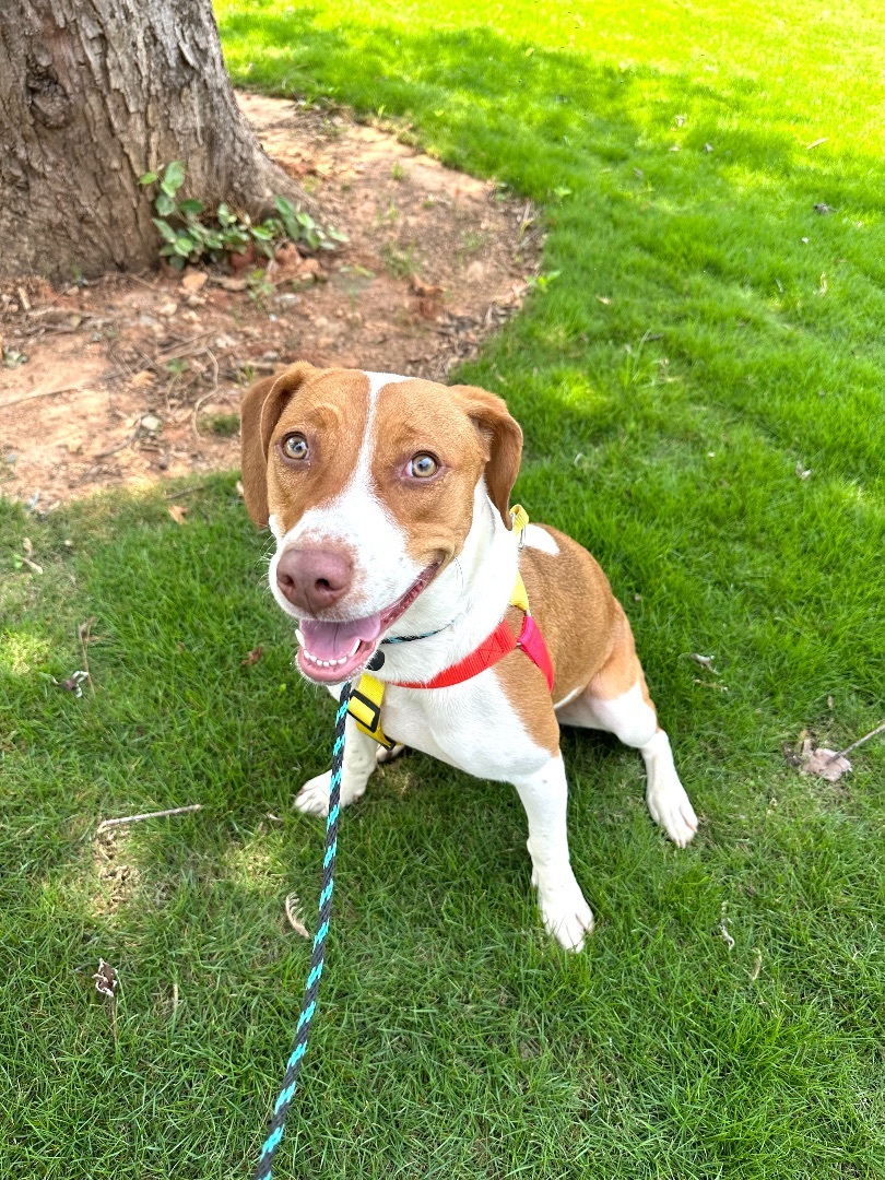 Sandy, a Adopted Beagle in Marietta, GA image 5/11