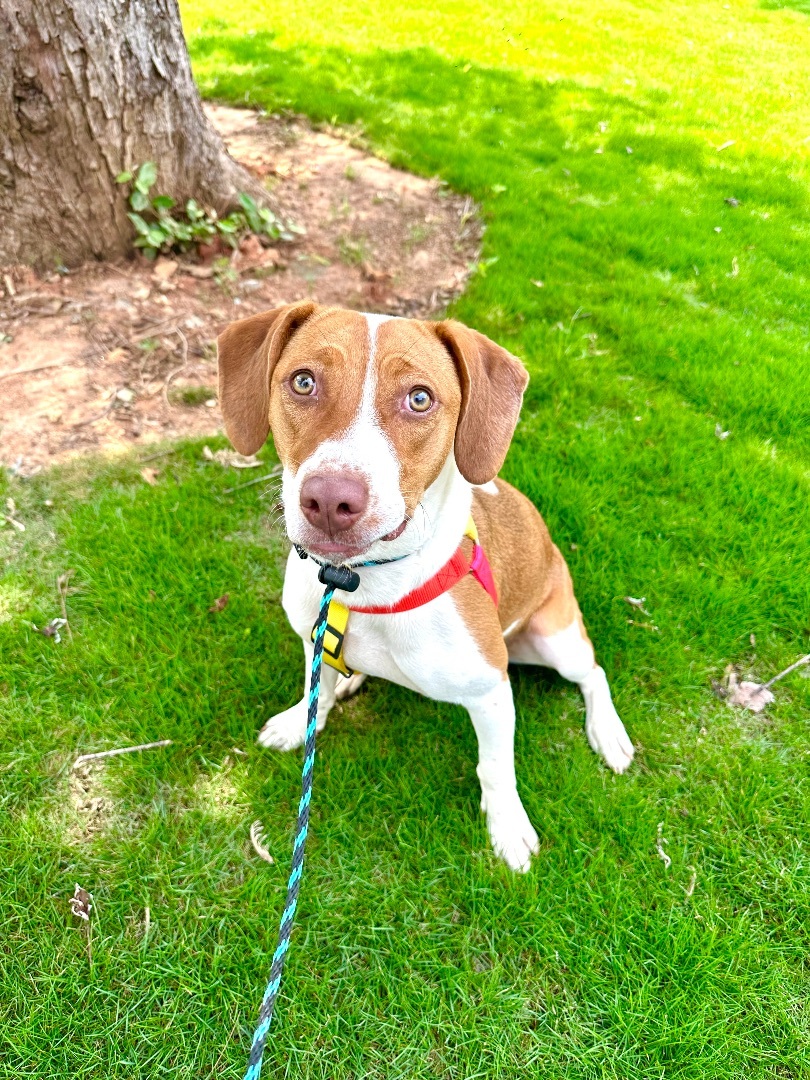 Sandy, a Adopted Beagle in Marietta, GA image 6/11