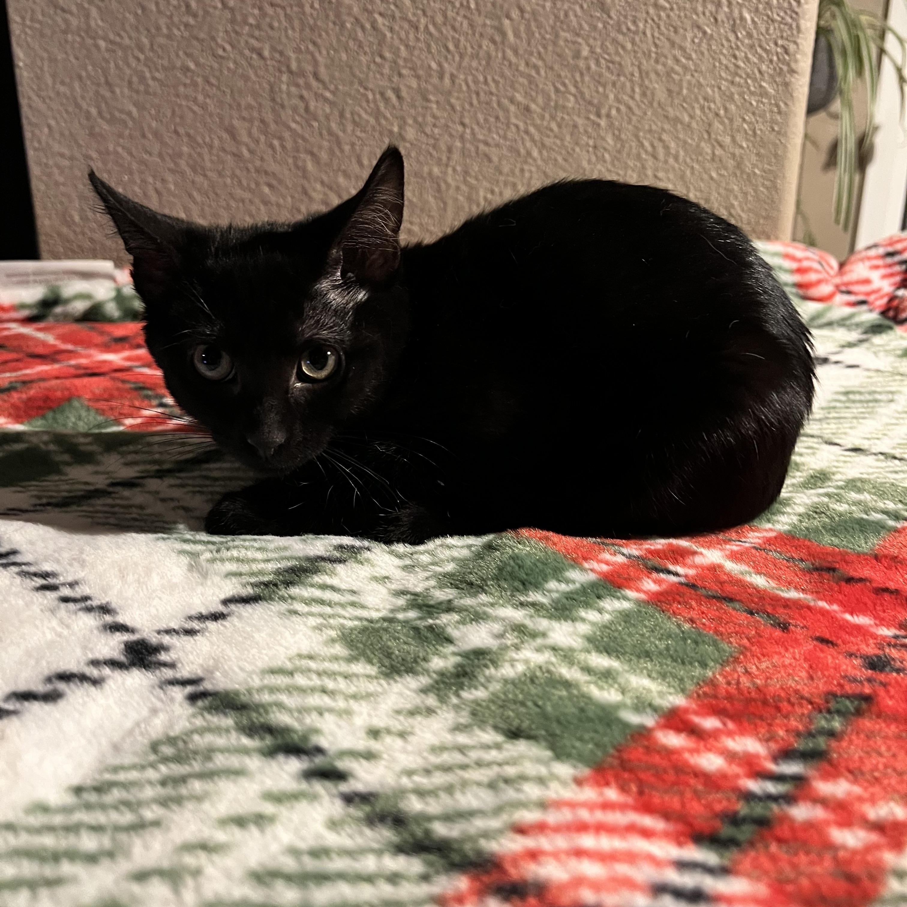 Goosey, a Adoptable Domestic Short Hair in Wheat Ridge, CO image 3/6