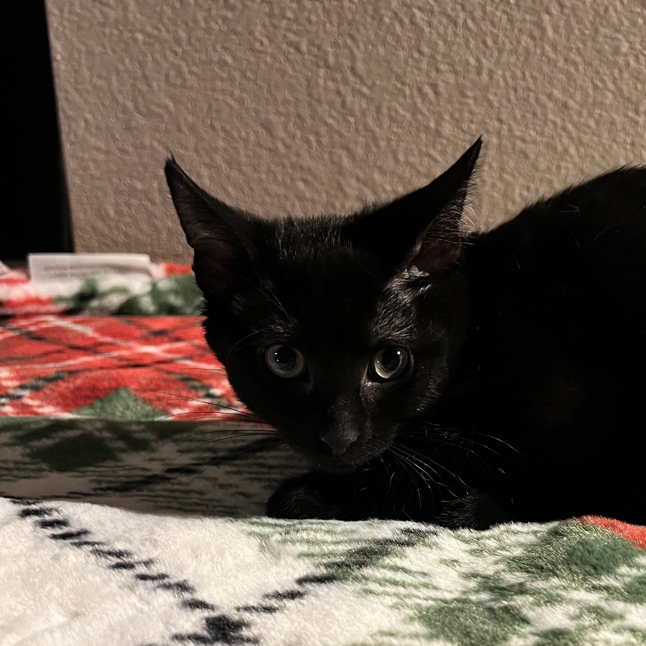 Goosey, a Adoptable Domestic Short Hair in Wheat Ridge, CO image 5/6