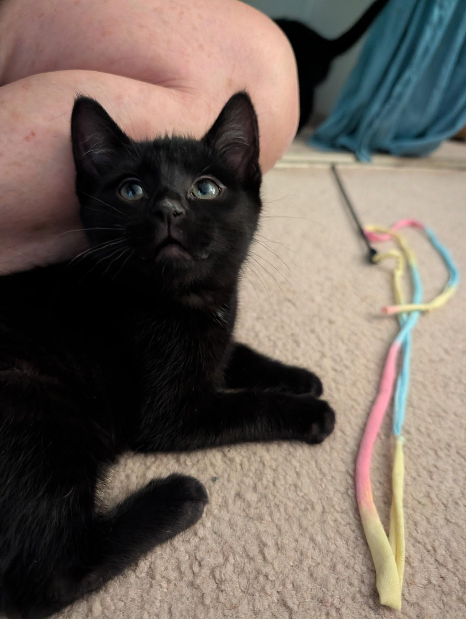 Goosey, a Adoptable Domestic Short Hair in Wheat Ridge, CO image 1/6
