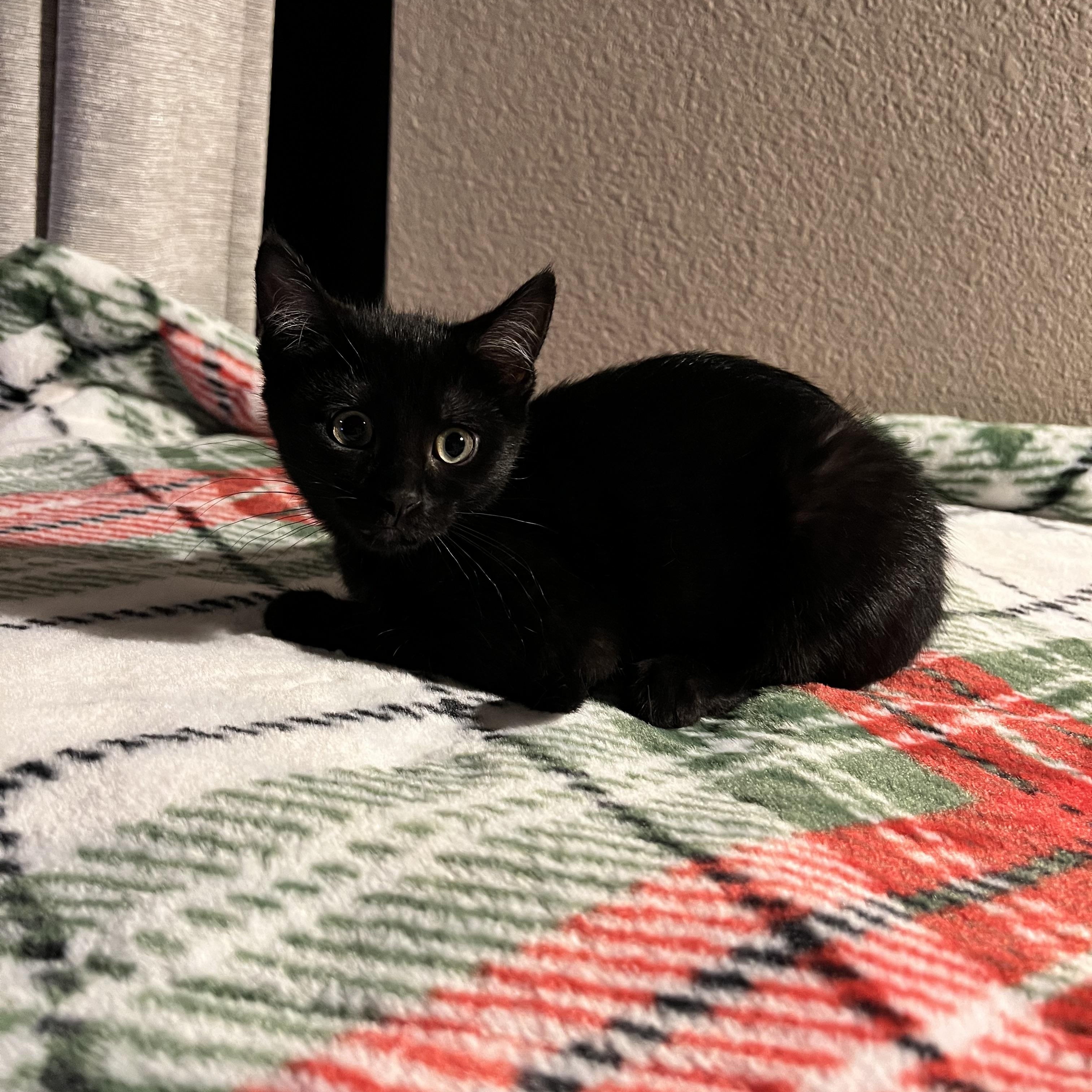 Goosey, a Adoptable Domestic Short Hair in Wheat Ridge, CO image 4/6