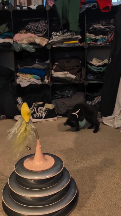 Enlarge Goosey, a Adoptable Domestic Short Hair in Wheat Ridge, CO video 6/6