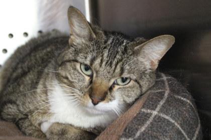 Macey, Adoptable, Adult Female Domestic Short Hair & Domestic Short Hair.