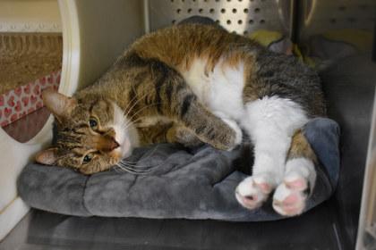 Enlarge Macey, a Adoptable mixed breed in Kansas City, MO image 3/3