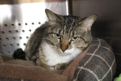 Macey, a Adoptable mixed breed in Kansas City, MO image 2/2