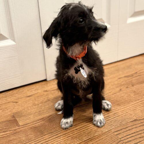 Maverick, Adoptable, Puppy Male Poodle & Mixed Breed.