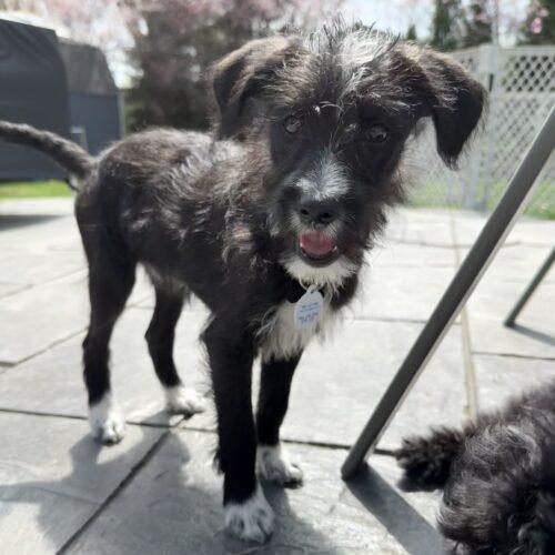 Enlarge Maverick, a Adoptable mixed breed in new york, NY image 2/2