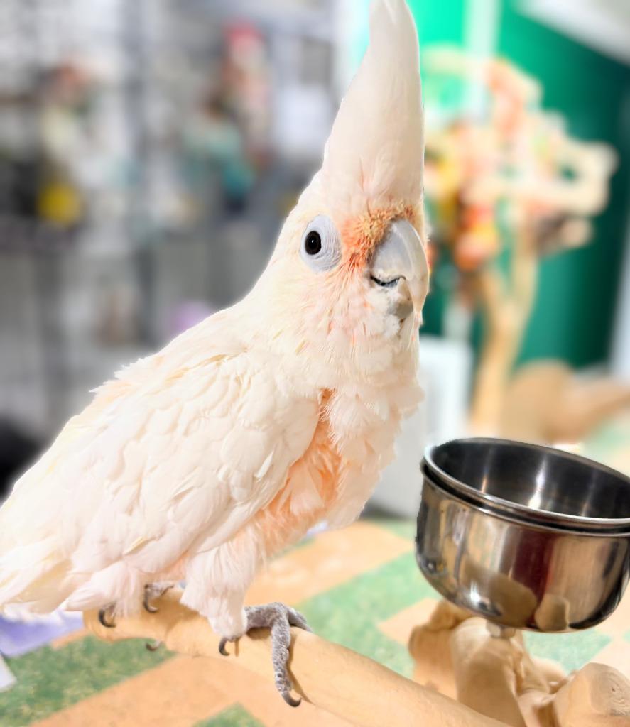 Enlarge Lily, a Adoptable Cockatoo in Ballwin, MO image 2/6