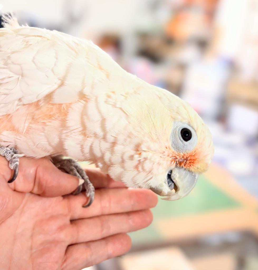 Enlarge Lily, a Adoptable Cockatoo in Ballwin, MO image 4/6