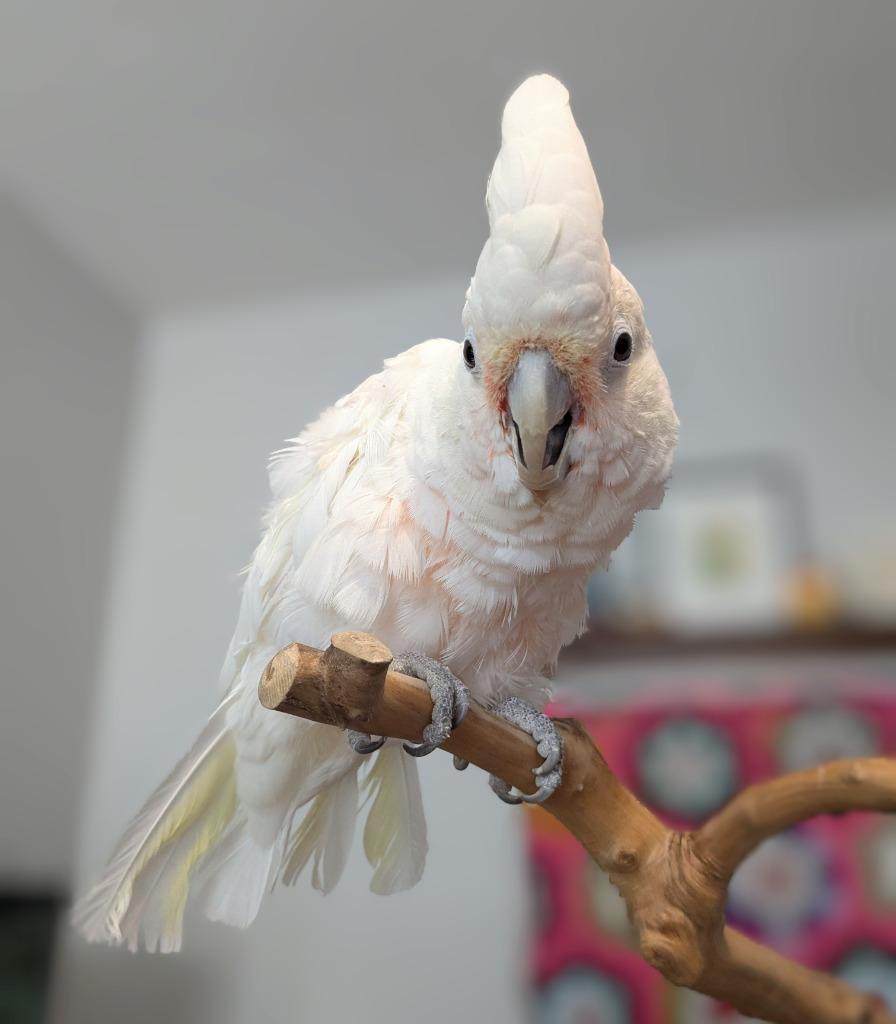 Enlarge Lily, a Adoptable Cockatoo in Ballwin, MO image 6/6