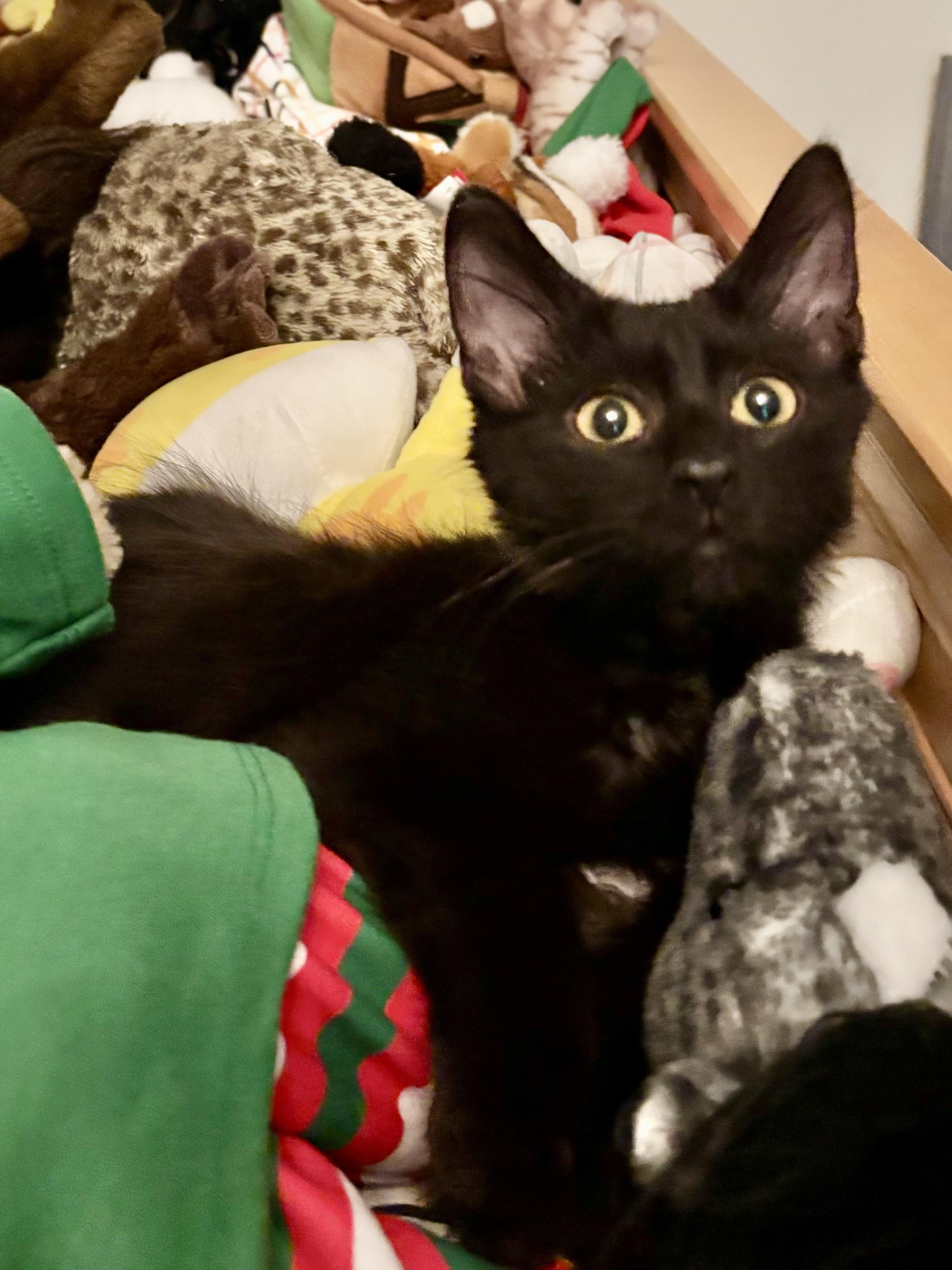 Enlarge Timmy, an adopted American Shorthair in Rochester, NY image 2/5