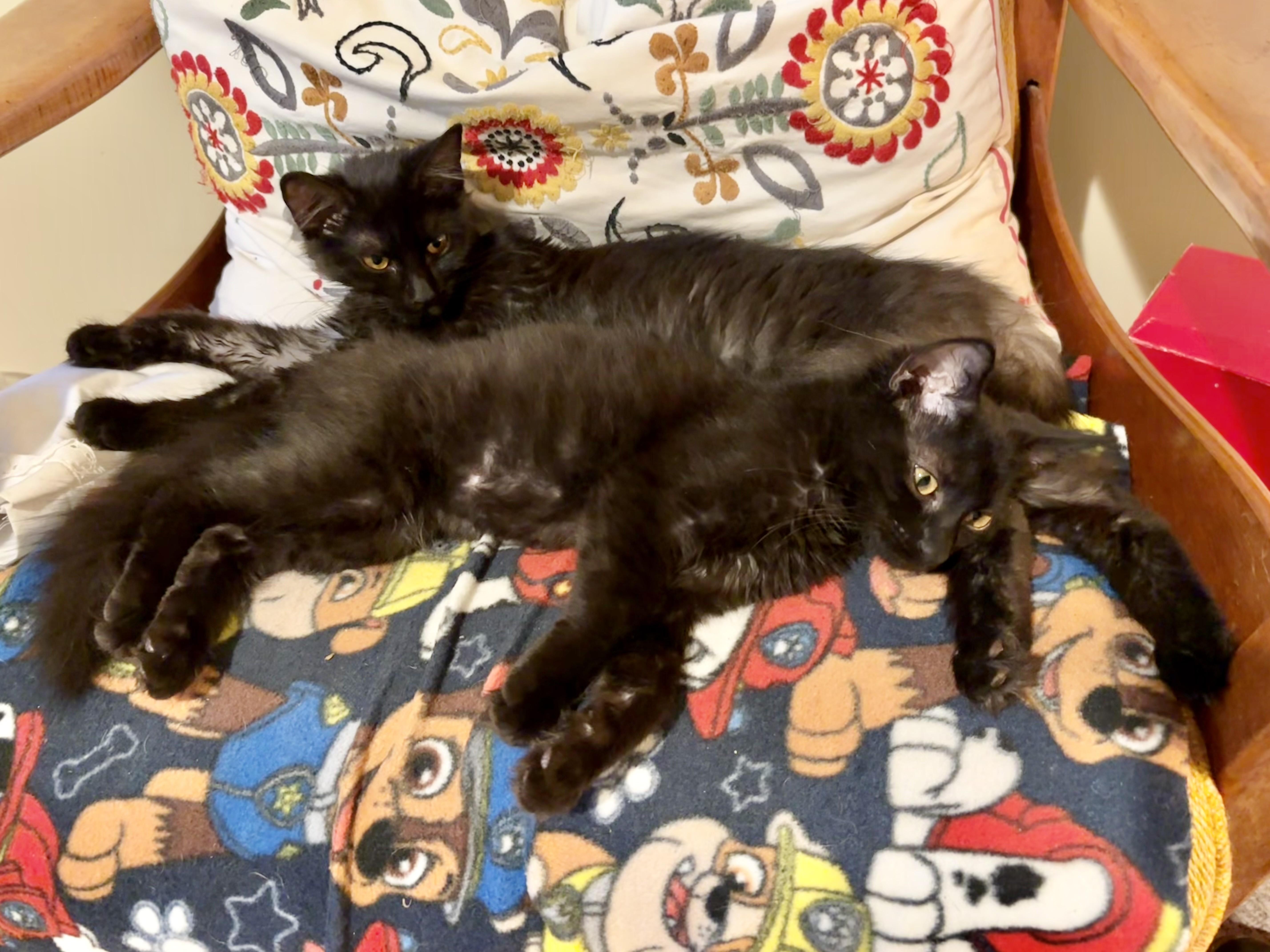 Enlarge Timmy, an adopted American Shorthair in Rochester, NY image 3/5