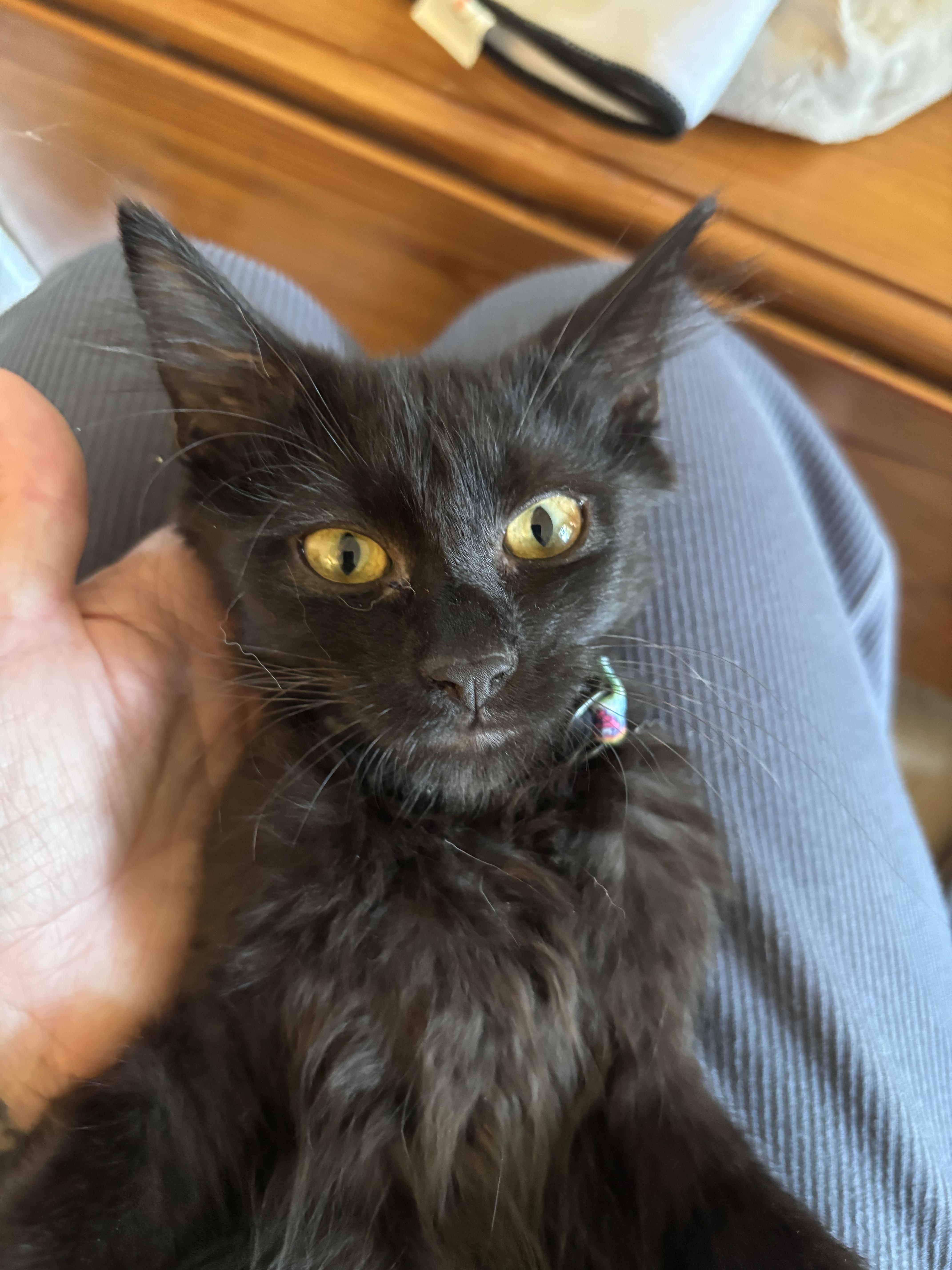 Enlarge Timmy, an adopted American Shorthair in Rochester, NY image 5/5