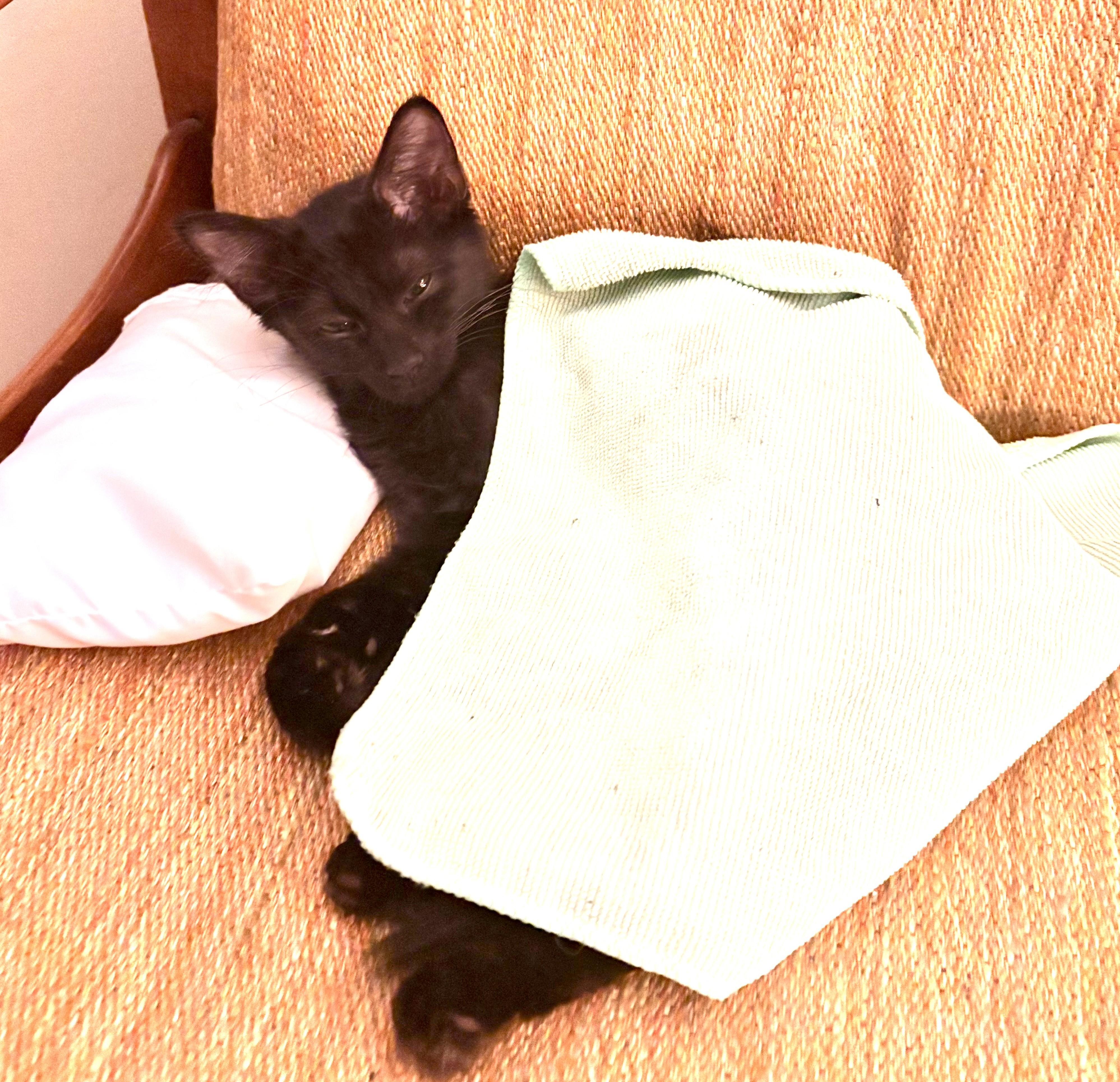 Enlarge Timmy, an adopted American Shorthair in Rochester, NY image 4/5