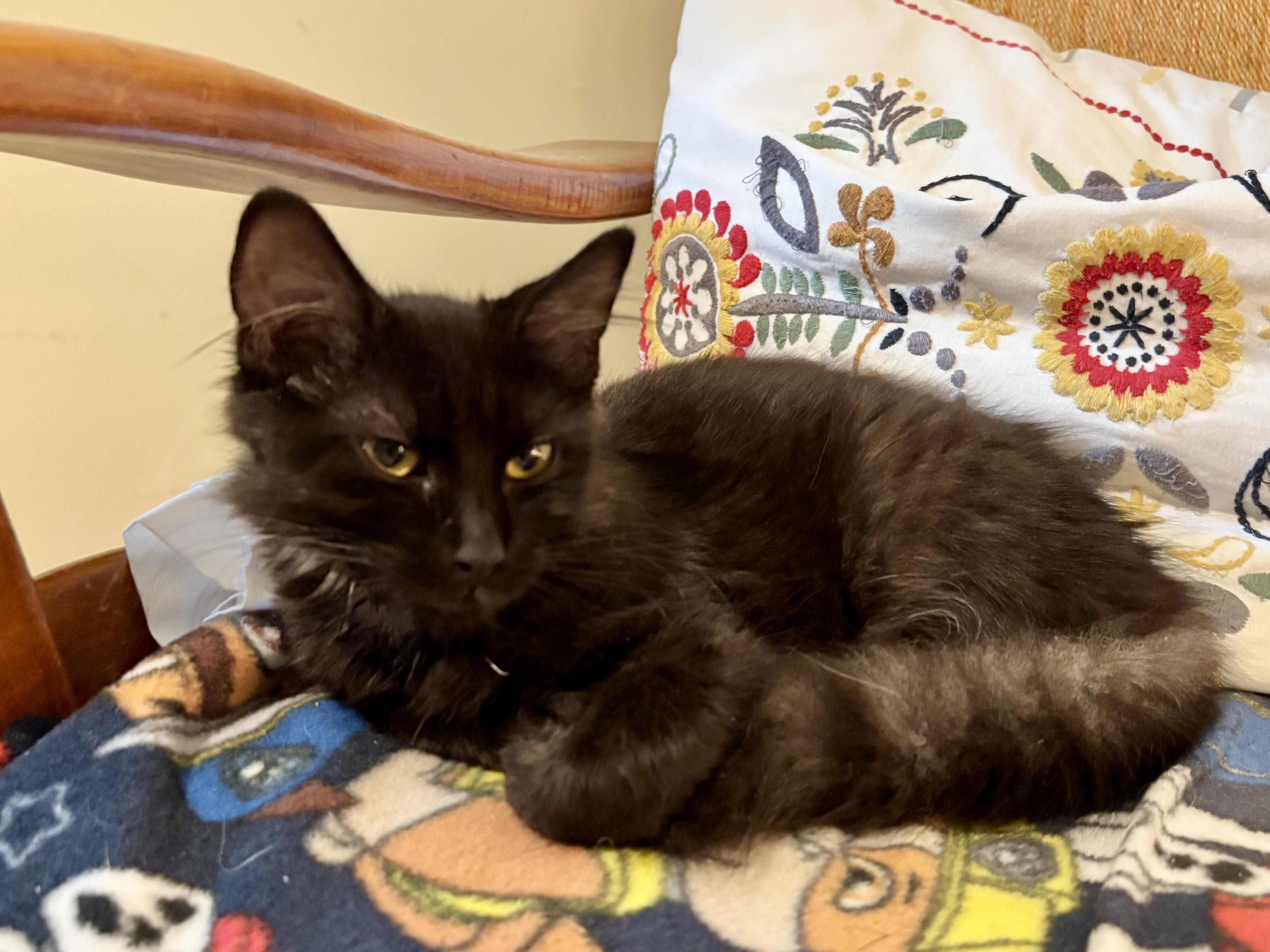 Timmy, adopted, Kitten Male American Shorthair.